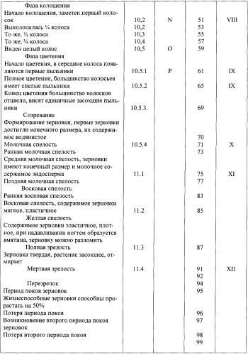 Способ оценки потенциальной продуктивности сельскохозяйственных растений, преимущественно озимых зерновых колосовых культур, при возделывании в условиях резко континетального климата (патент 2248690)