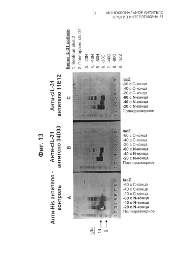 Моноклональное антитело против интерлейкина-31 (патент 2588462)