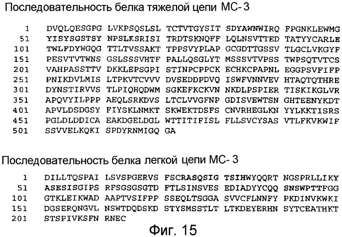 Не мышиное анти-m-csf-антитело (варианты), его получение и использование (патент 2401277)