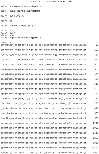 Новый птичий астровирус (патент 2547589)