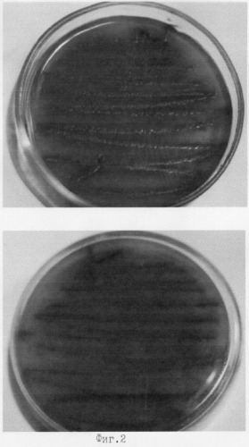 Штамм актиномицета streptomyces lateritius 19/97-m, используемый для стимулирования роста и защиты сеянцев хвойных от возбудителей болезней, вызываемых грибами родов fusarium и alternaria (патент 2261902)