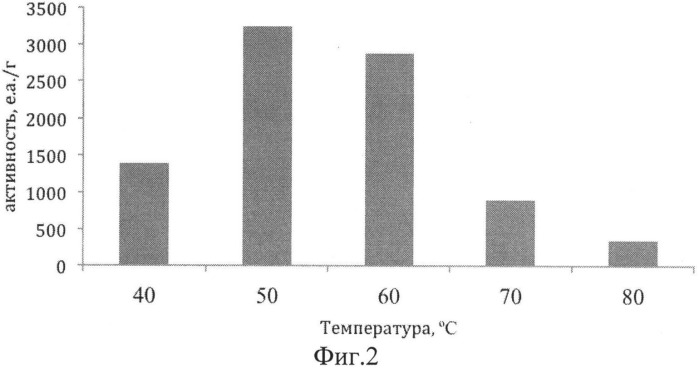 Штамм бактерии escerichia coli xl1-blue/pqs-g3, продуцент термостабильной липазы бактерии geobacillus stearothermophilus g3 (патент 2540873)