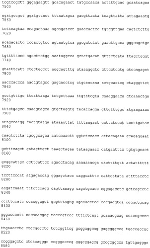 Иммортализованная клеточная линия птиц (патент 2475536)