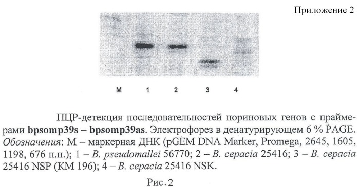 Мутантный штамм burkholderia cepacia km196, дефектный по продукции порина opcp1, для исследования молекулярных механизмов множественной резистентности к антибиотикам у патогенных буркхольдерий (патент 2458117)