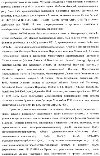 Способ конструирования оперонов, содержащих трансляционно сопряженные гены (патент 2411292)