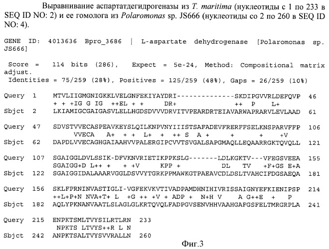 Бактерия семейства enterobacteriaceae - продуцент l-аспарагиновой кислоты или метаболитов, производных l-аспарагиновой кислоты, и способ получения l-аспарагиновой кислоты или метаблитов, производных l-аспарагиновой кислоты (патент 2472853)