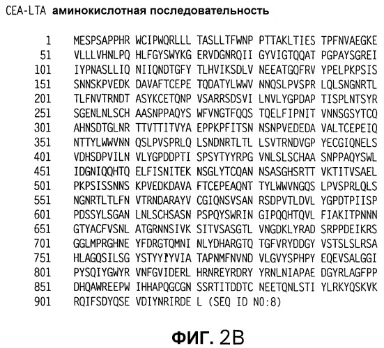 Слитые белки карциноэмбрионального антигена (патент 2380375)