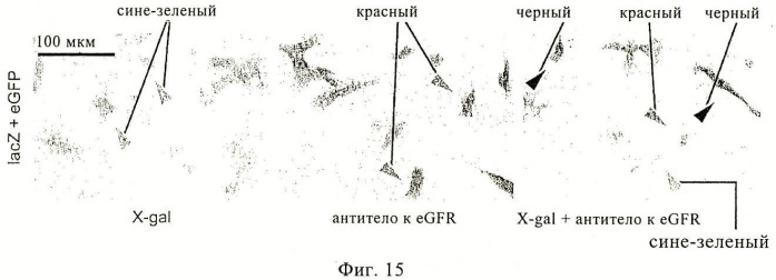 Оптимизированная композиция для инъекции рнк (патент 2418593)