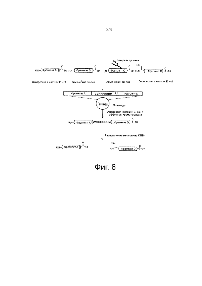Способ высокоэффективного получения полипептидного фрагмента, подходящего для ncl (патент 2605411)