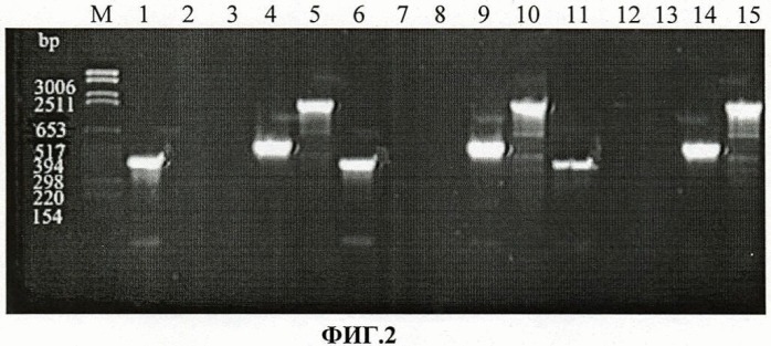 Тест-штамм yersinia pseudotuberculosis для дифференциации бактерий yersinia pseudotuberculosis генетической группы i (патент 2465319)