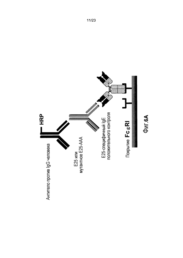 Анализы определения антител, специфичных к терапевтическим антителам против ige, и их применение при анафилаксии (патент 2642295)