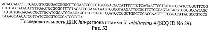 Способ идентификации и дифференциации прокариотических организмов (патент 2486251)