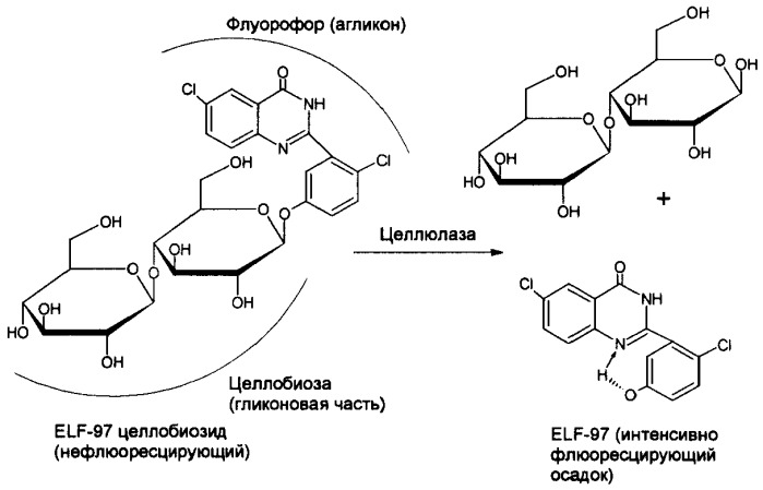 Субстраты из класса олигосахаридов для детектирования эндо-гликозидгидролаз в присутствии экзо-действующих ферментов (патент 2378282)