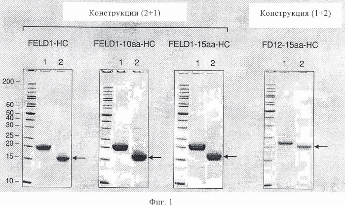 Белки, слитые с кошачьим аллергеном, и их применение (патент 2414239)