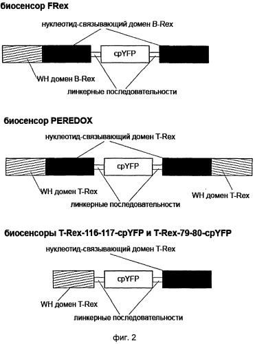 Выделенная нуклеиновая кислота, кодирующая флуоресцентный биосенсор, кассета экспрессии, клетка продуцирующая флуоресцентный биосенсор, выделенный флуоресцентный биосенсор (патент 2515903)