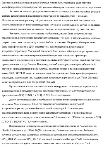 Бактерия семейства enterobacteriaceae - продуцент l-аспарагиновой кислоты или метаболитов, производных l-аспарагиновой кислоты, и способ получения l-аспарагиновой кислоты или метаблитов, производных l-аспарагиновой кислоты (патент 2472853)