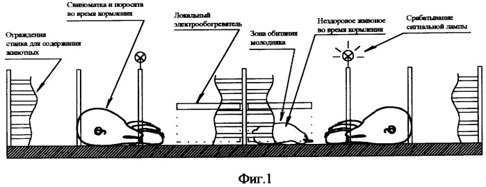 Способ и устройство контроля и сигнализации наличия нездоровых сельскохозяйственных животных в зоне обогрева (патент 2251258)