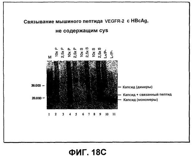 Композиция и способ для иммунизации, способ продуцирования неприродного, упорядоченного и повторяющегося массива антигенов и оболочечный белок (патент 2295973)