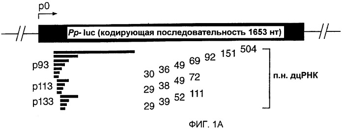 Малые молекулы рнк, опосредующие интерференцию рнк (патент 2470073)