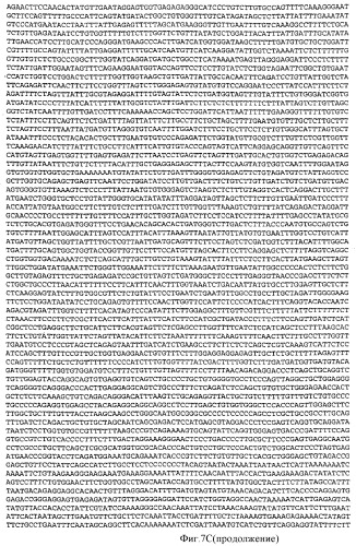 Применение рам (патент 2345785)