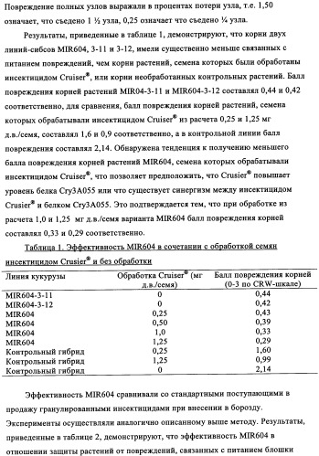 Вариант кукурузы mir604 (патент 2351122)