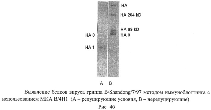 Применение моноклональных антител для идентификации ямагатской или викторианской эволюционных линий вируса гриппа типа в, штамм гибридомы 4н7 для получения моноклональных антител, предназначенных для определения вирусов гриппа в ямагатской ветви, штамм гибридомы в/4н1 для получения моноклональных антител, предназначенных для определения вирусов гриппа в викторианской ветви (патент 2491338)