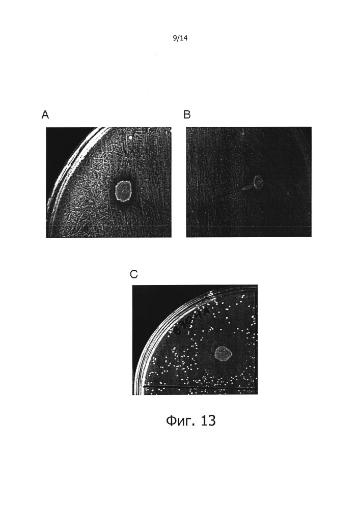 Противокариесные композиции и пробиотики/пребиотики (патент 2650866)
