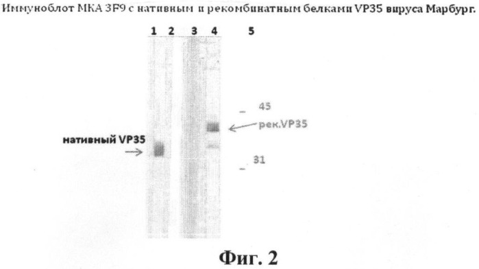 Штамм гибридных клеток животного mus musculus l. 3f9 - продуцент моноклональных антител, пригодных для использования в иммуноферментной системе формата &quot;сэндвич&quot; для выявления белка vp35 вируса марбург, и моноклональные антитела 3f9, продуцируемые указанным штаммом гибридных клеток (патент 2393220)