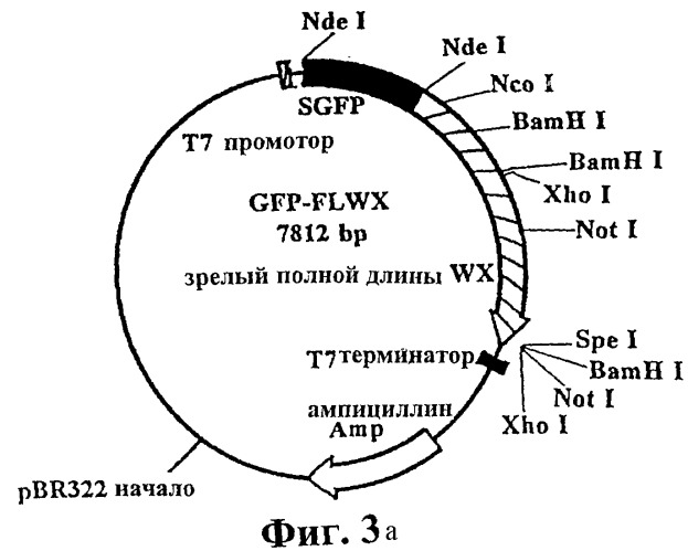 Инкапсулирование полипептидов в матрицу крахмала (патент 2268301)