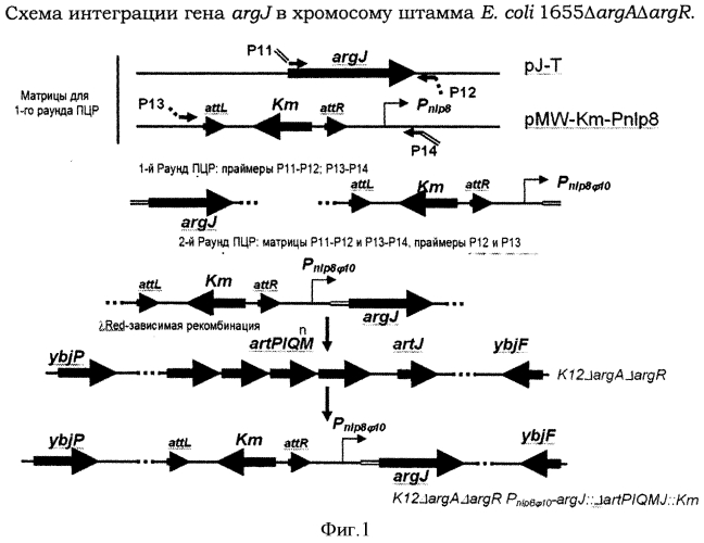Способ получения l-аргинина с использованием бактерии семейства enterobacteriaceae, содержащей n-ацетилорнитиндеацетилазу с нарушенной активностью (патент 2550269)