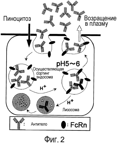 Антигенсвязывающая молекула, способная к многократному связыванию двух или более молекул антигена (патент 2571225)