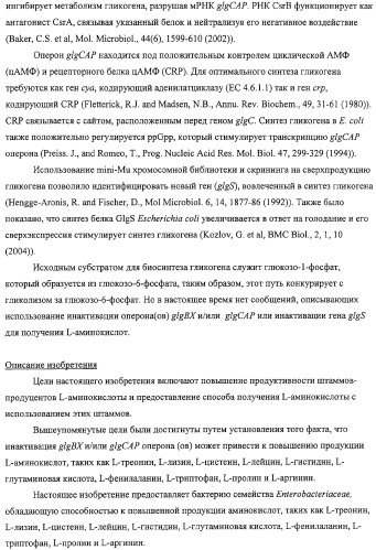 Способ получения l-аминокислот с использованием бактерии, принадлежащей к роду escherichia, в которой разрушен путь биосинтеза гликогена (патент 2315809)