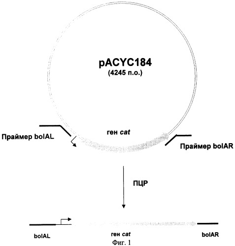 Способ получения l-аминокислот с использованием бактерии, принадлежащей к роду escherichia, в которой инактивирован ген bola (патент 2312139)