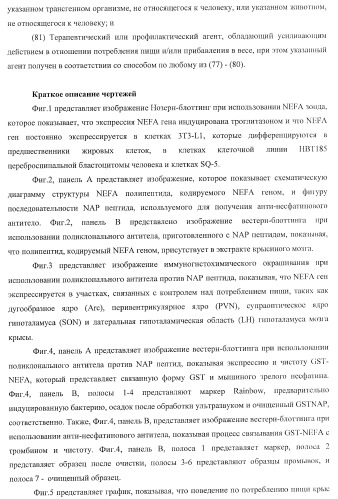 Способ получения фактора, связанного с контролем над потреблением пищи и/или массой тела, полипептид, обладающий активностью подавления потребления пищи и/или прибавления в весе, молекула нуклеиновой кислоты, кодирующая полипептид, способы и применение полипептида (патент 2418002)