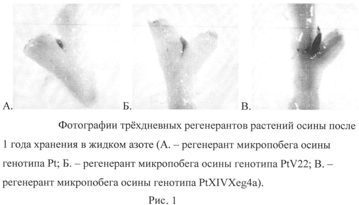 Способ криоконсервации пазушных почек in vitro растений осины (патент 2565803)