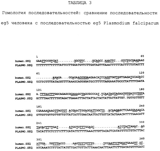 Олигонуклеотиды для ингибирования экспрессии eg5 человека (патент 2249458)