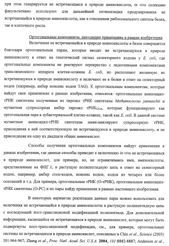 Система экспрессии компонентов ортогональной трансляции в эубактериальной клетке-хозяине (патент 2467069)