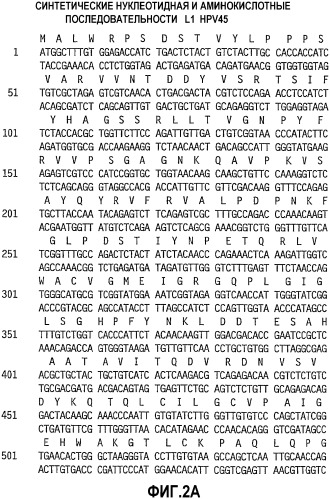 Оптимизированная экспрессия l1 hpv45 в дрожжах (патент 2360001)
