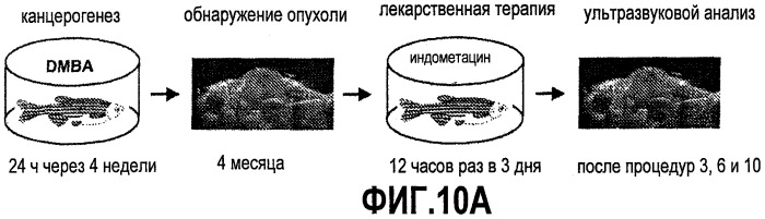 Способ стимуляции регенерации тканей (патент 2480213)