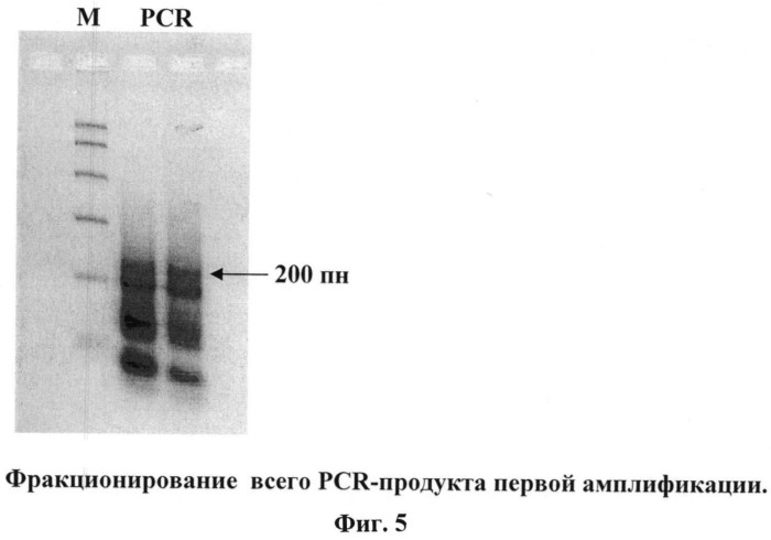 Способ получения кассетных генетических конструкций, экспрессирующих несколько рнк-шпилек (патент 2525935)