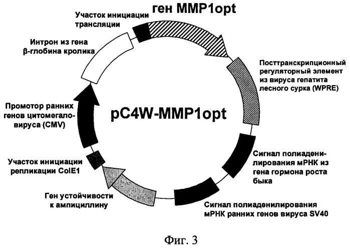 Ген ммр1opt металлопротеиназы 1 (патент 2378377)
