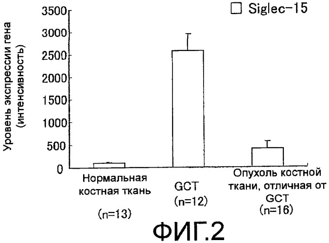 Антитело, направленное на белок siglec-15, связанный с остеокластами (патент 2475499)