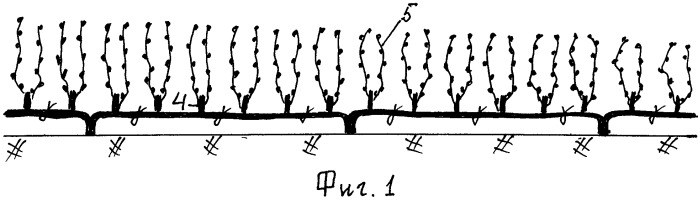 Способ формирования виноградного куста (патент 2542526)