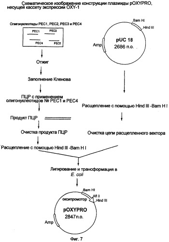 Способ продукции рекомбинантной стафилокиназы при регулировании уровня кислорода (патент 2486249)