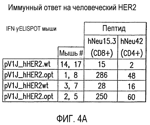 Синтетическая молекула нуклеиновой кислоты (варианты), экспрессионный вектор для клеток млекопитающего, клетка млекопитающего хозяина и способ экспрессии человеческого белка антигена эпидермального фактора роста-2 (her2/neu) или его укороченной формы (патент 2397249)
