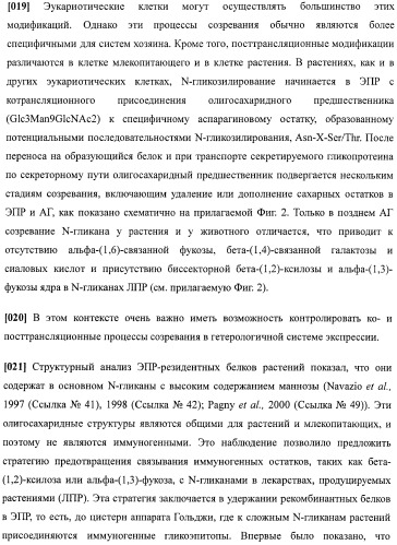 Набор последовательностей для таргетинга экспрессии и контроля посттрансляционных модификаций рекомбинантного полипептида (патент 2481399)