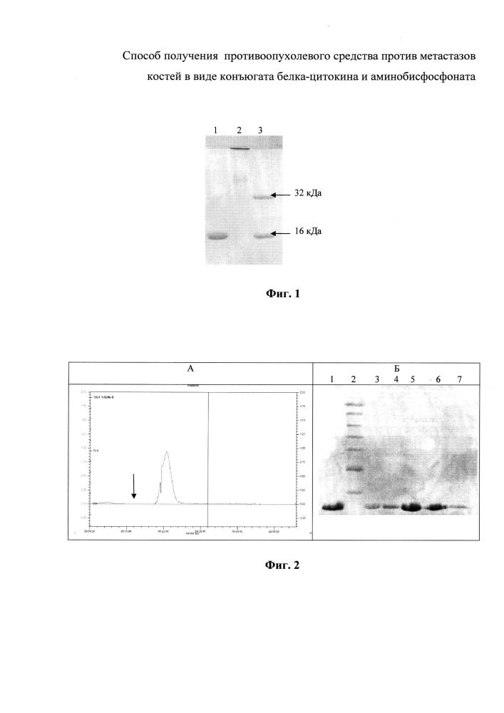 Способ получения противоопухолевого средства против метастазов костей в виде конъюгата белка-цитокина и аминобисфосфоната (патент 2631486)