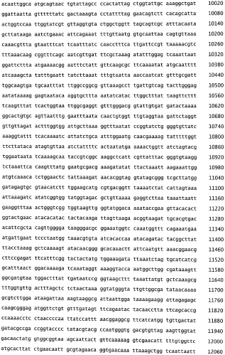 Бактериофаг, обладающий активностью против pseudomonas aeruginosa, белки бактериофага и способы их применения (патент 2580248)