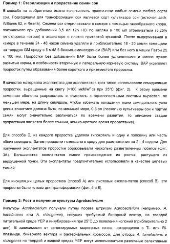 Улучшенная трансформация сои (патент 2389797)