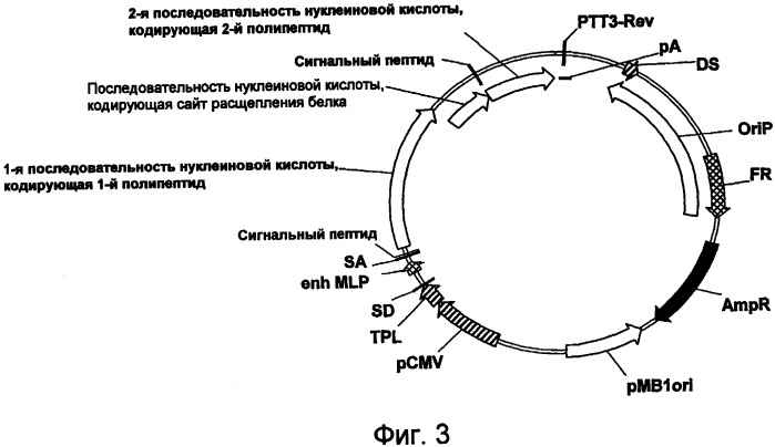 Экспрессия множества генов, включая sorf-конструкции, и способы экспрессирования иммуноглобулина (патент 2478709)